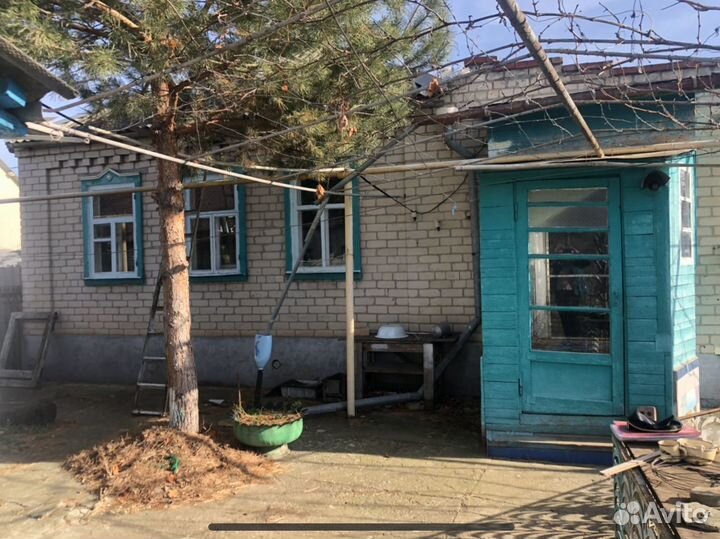 Живая сосна