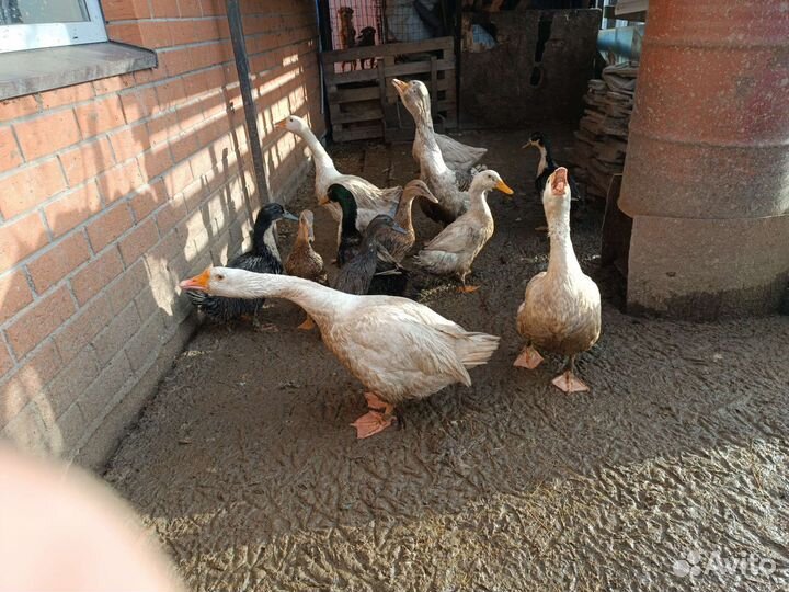 Гуси линда и серые