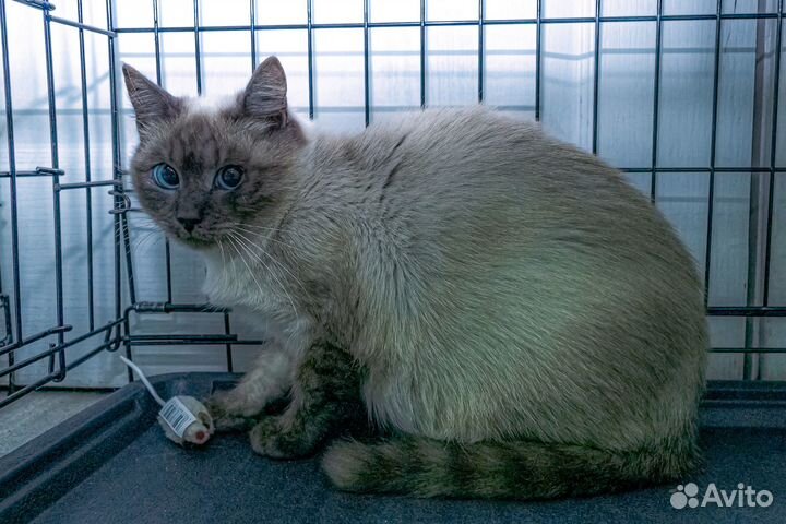 Сиамская кошечка Сима ищет дом