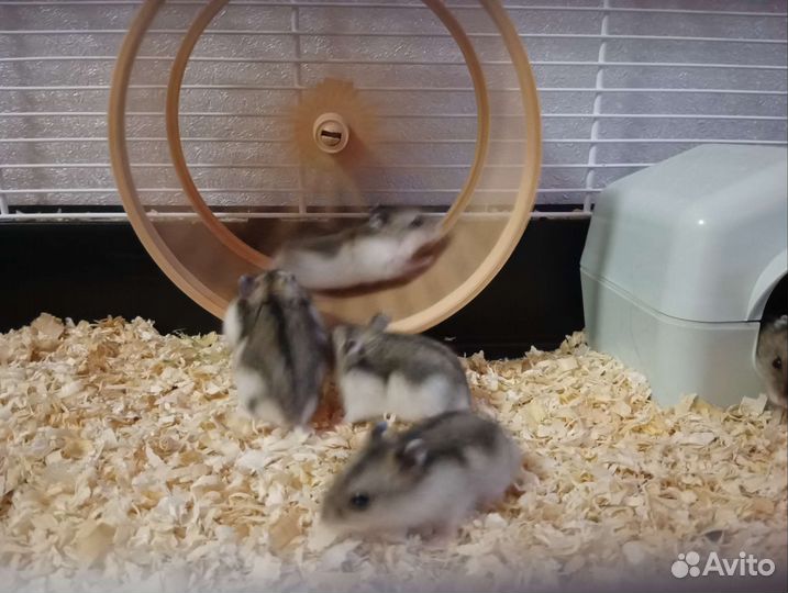 Джунгарский хомяк