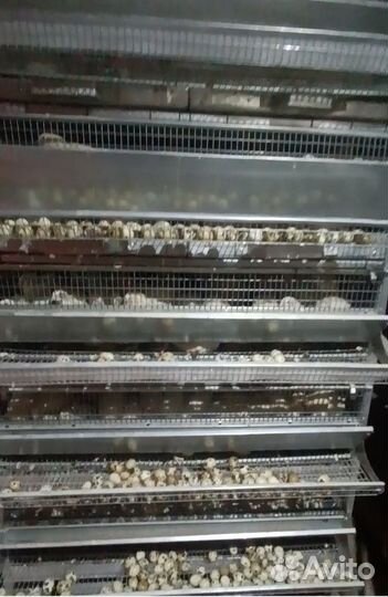 Перепела суточные