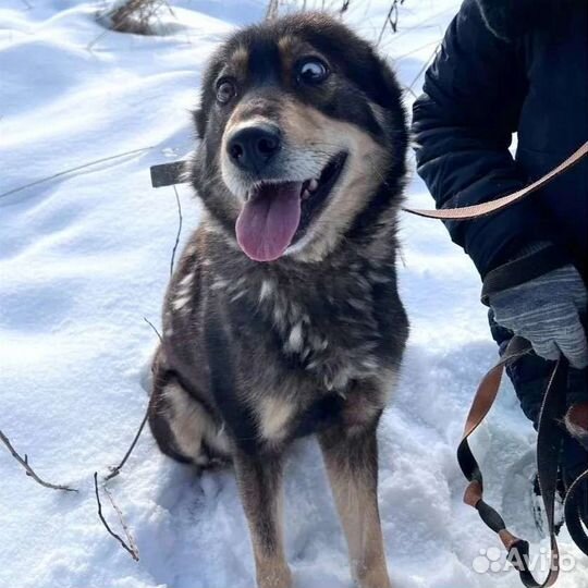 Собака Луна