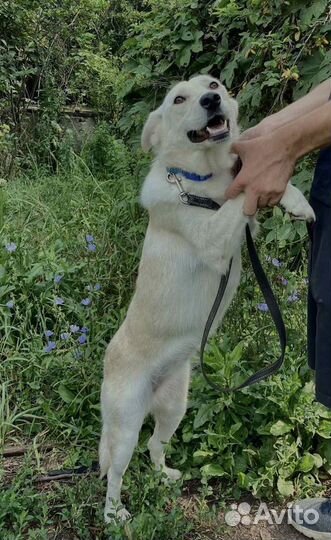 Собака в добрые руки отдам бесплатно