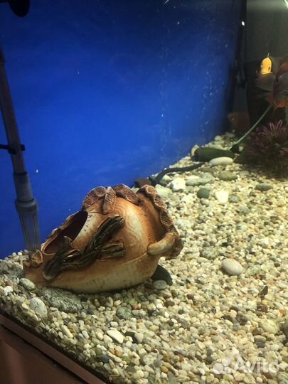 Аквариумный декор