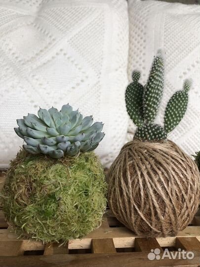 Суккуленты в Kokedama