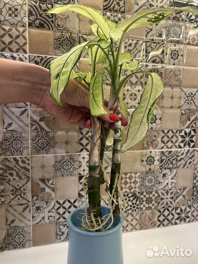 Диффенбахия