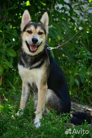 Рой ищет дом