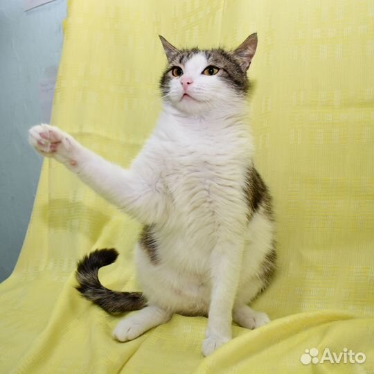 Кошка Лика в добрые руки