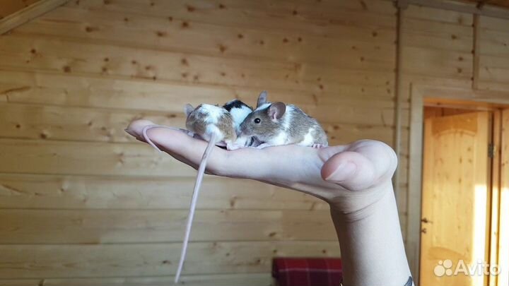 Мышки хаски