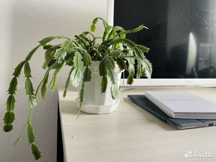 Домашний комнатный цветок растение Декабрист