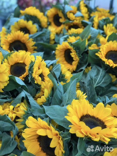 Подсолнухи цветы
