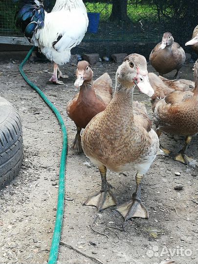 Мускусные утки индоутки 4 месяца
