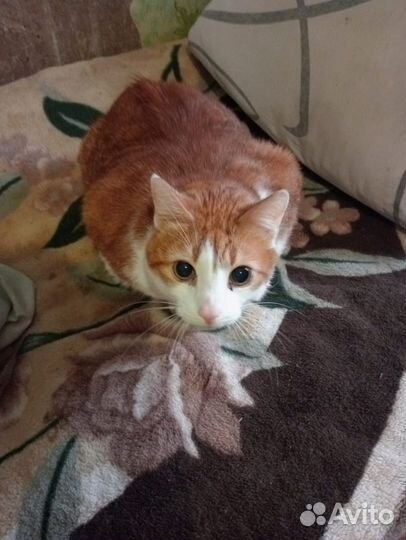 Кот Кеша в добрые руки