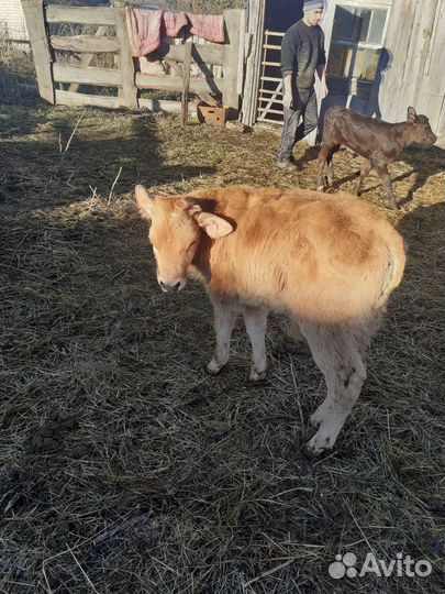 Бычки недельные, рослые