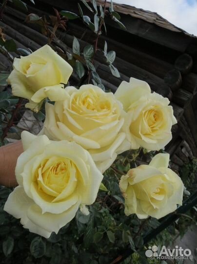 Роза плетистая Эльф