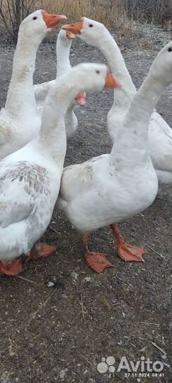 Гуси под заказ