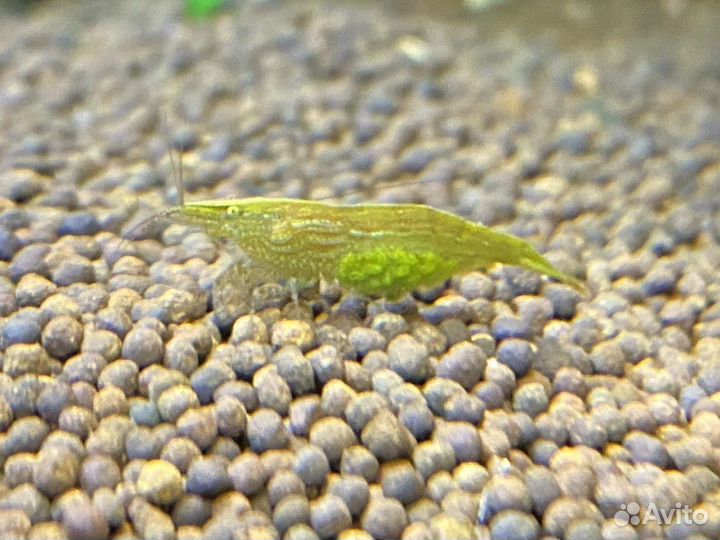 Креветки Бабаулти