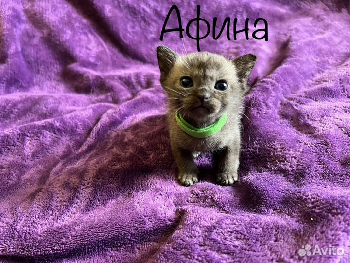 Котята Европейской бурмы