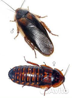 Сверчок 2 вида,Саранча,таракан Блаптика, Мраморный