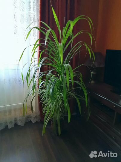 Пальма панданус