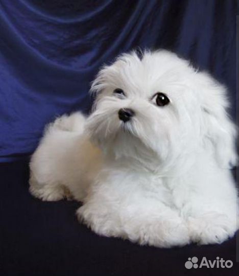 Мальтезе мальчики