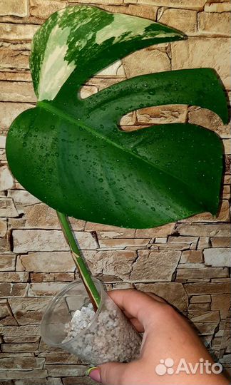 Монстера Альба вар и другие ароидные