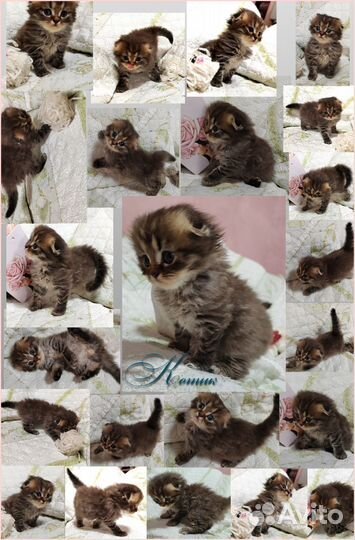 Шотландские котята фолд и страйт