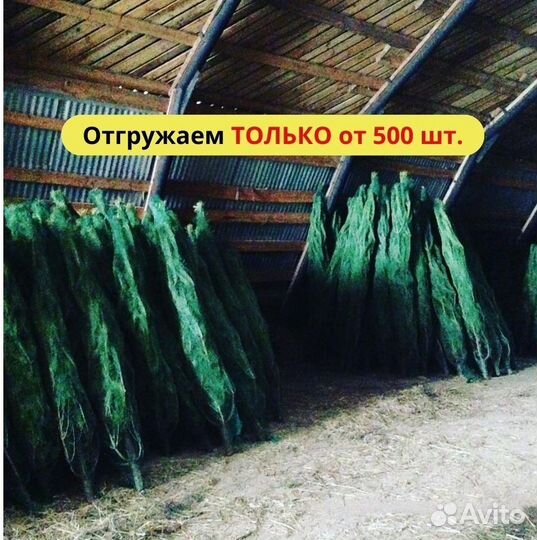 Сосна оптом