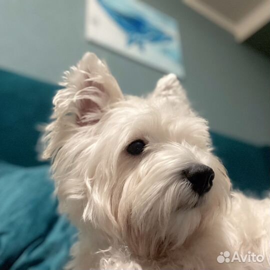 Вест хайленд вайт терьер вязка