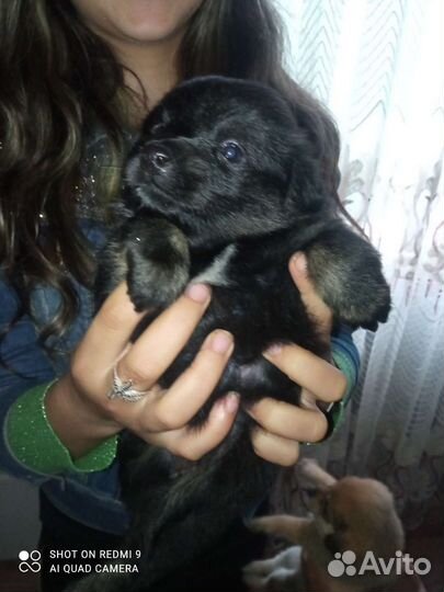 Щенки помчи 2 девочки