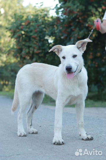 Щенок домашний бесплатно