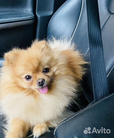 Вязка Кляйншпиц