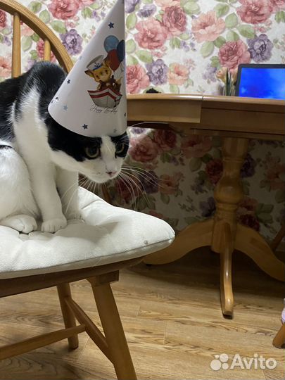 Кот на случку