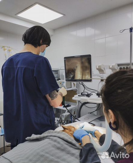 Удаление инородных тел у собак и кошек