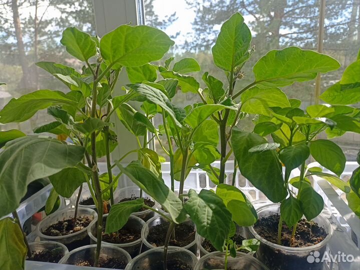 Рассада овощей