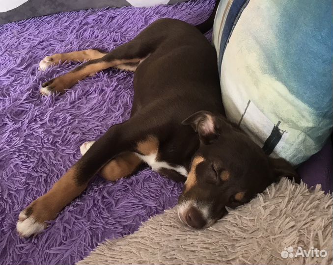 Собака в добрые руки