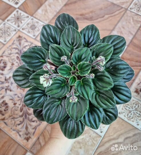 Фиалки цветущие