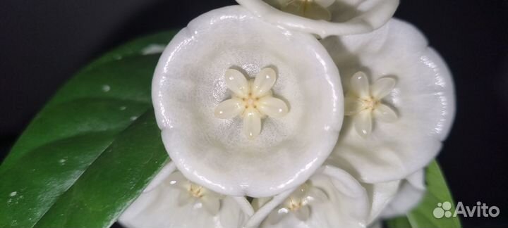 Hoya peninsularis (Hoya sp. perak Teddy Bear)