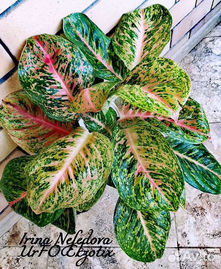 Аглаонема Maha chok(домашний гигант)