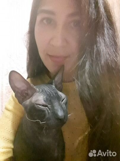 Передержка кошек. Котоняня на дом