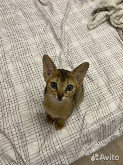 Абиссинский котенок