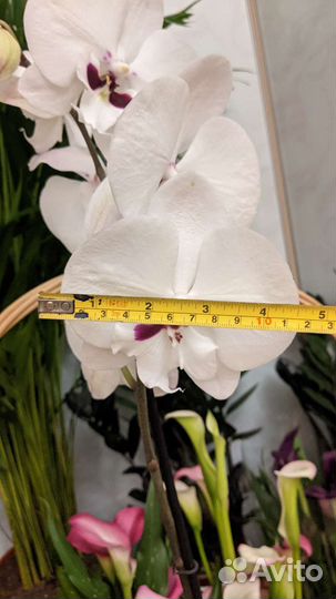 Орхидея биг лип пуаро / реянг принц