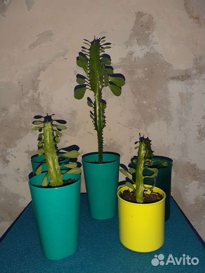 Молочай кактус