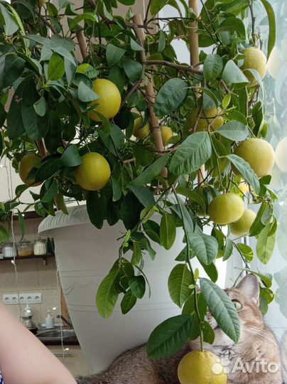 Мандариновое дерево