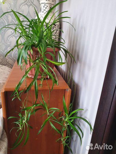 Хлорофитум большой, в крепком горшке с детками