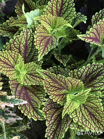 Колеусы вегетативные сортовые