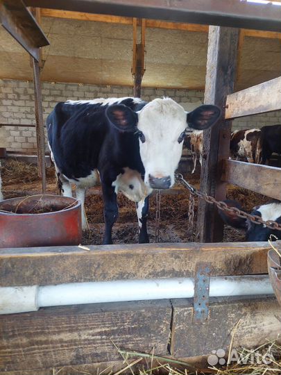 Тёлочки безрогие