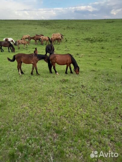 Лошадь с жеребенком