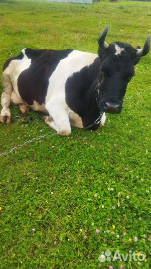 Корова на мясо