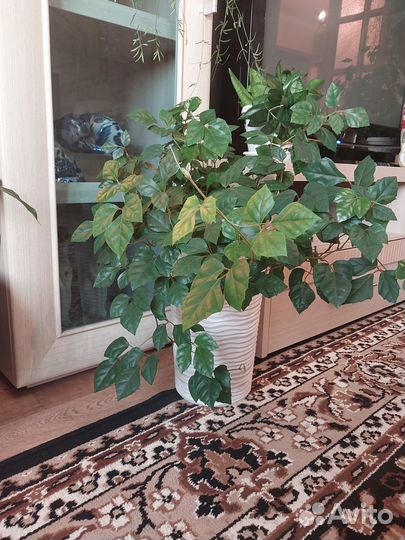 Циссус или березка